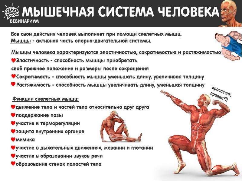 Способность мышц. Сократительная способность мышц. Растяжимость мышц это способность. Мышечное обезвоживание. Двигательные качества мышц.