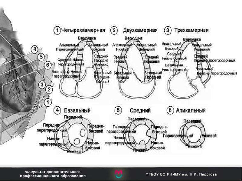 Сегменты сердца на узи схема