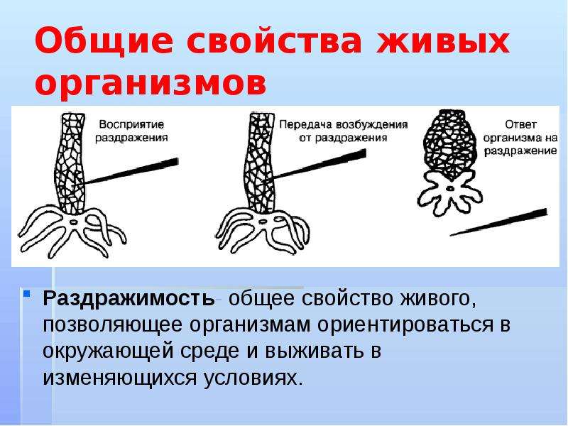 Общие свойства организмов. Раздражимость свойство живых организмов. Раздражимость фото. Свойства живого раздражимость. Раздражимость общее свойство всех живых организмов.