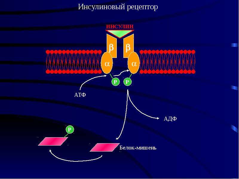 Белок рецептор. Инсулиновый Рецептор биохимия. Инсулиновый Рецептор схема. Инсулиновые рецепторы рецепторы. АТФ рецепторы.