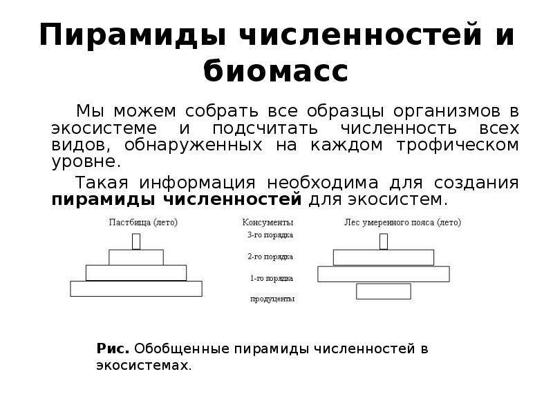 Почему пирамиды численности и биомассы