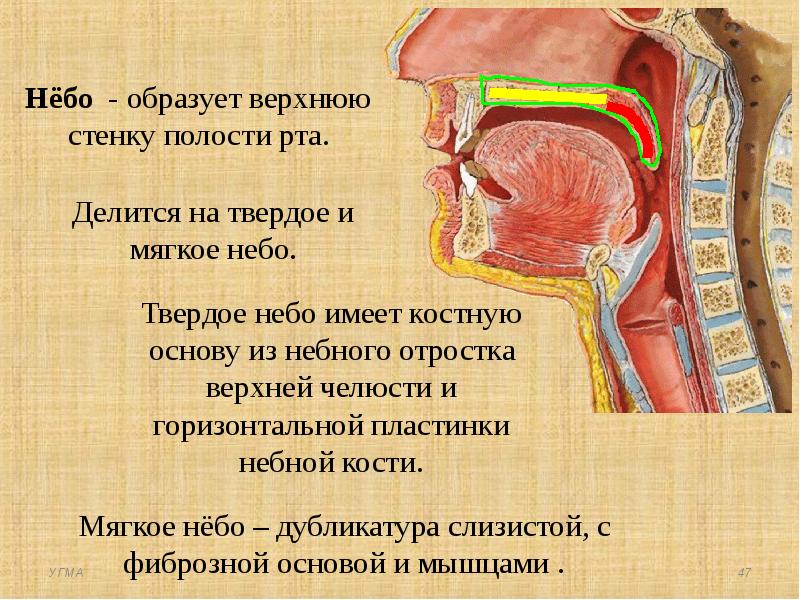 Верхняя стенка рта. Стенки ротовой полости. Верхняя стенка ротовой полости.