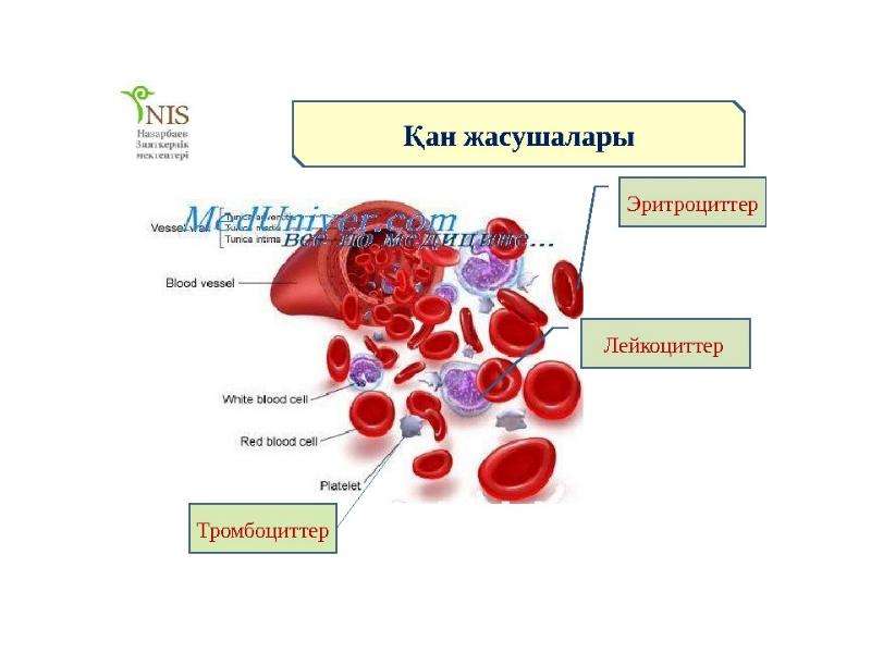 Эритроциттер. Қан құрамы презентация. Қан жасушалары печать. Биология кандын Курамы фото тромбоциттер эритроциттер лейкоциттер.