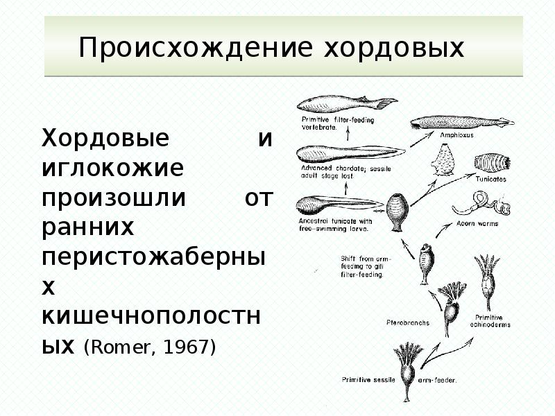 Ткань поражение которой определяет клиническую картину болезни и прогноз называют