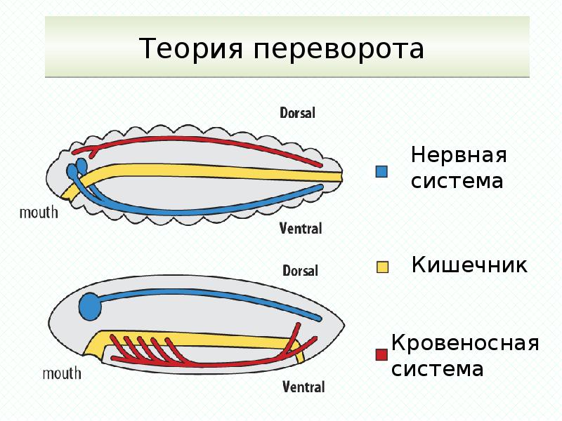 Признаки хордовых. Общая характеристика хордовых. Общая схема внутреннего строения хордового животного. Общая характеристика хордовых животных. Теории происхождения хордовых.