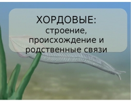Chordata origin3