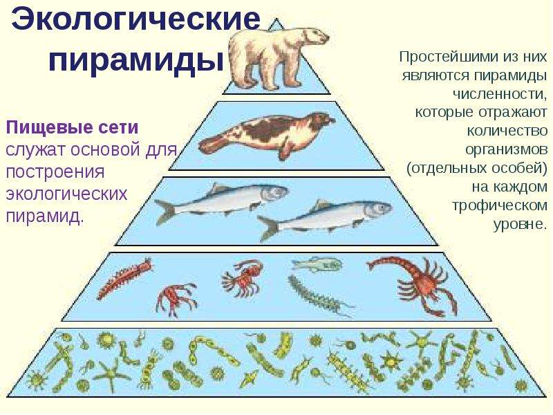 Трофические уровни экосистемы презентация