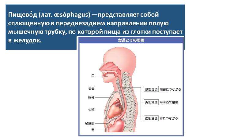 Пищевод топографическая анатомия презентация