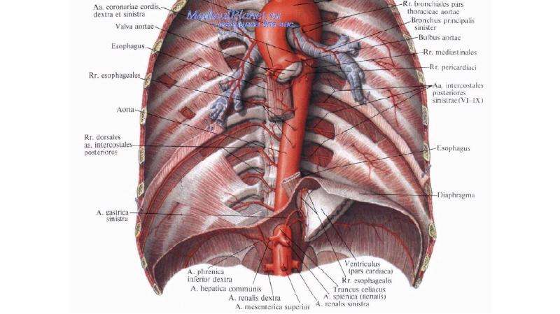 Топография аорты. Плечеголовной ствол топография. Топографическая анатомия сердечно сосудистой системы. Мышечно-диафрагмальная артерия анатомия. Аорта 2.6 см.