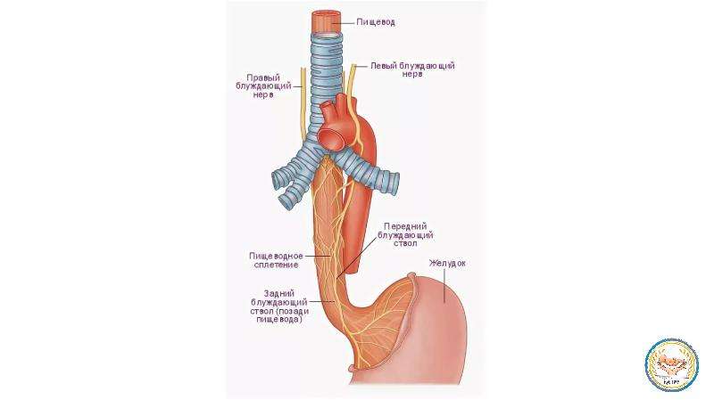 Дистальный отдел пищевода. Топография пищевода анатомия. Блуждающий нерв и пищевод. Пищевод вид сбоку рисунок.