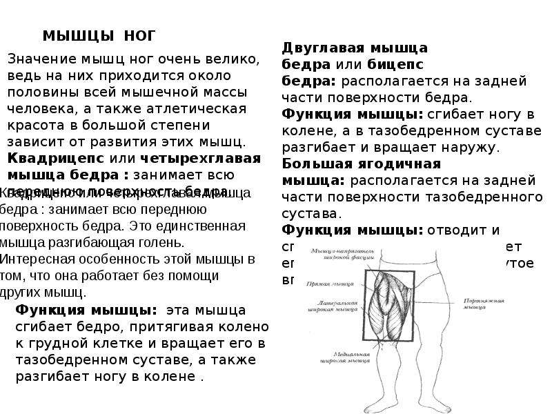 Функции мышц передней поверхности бедра