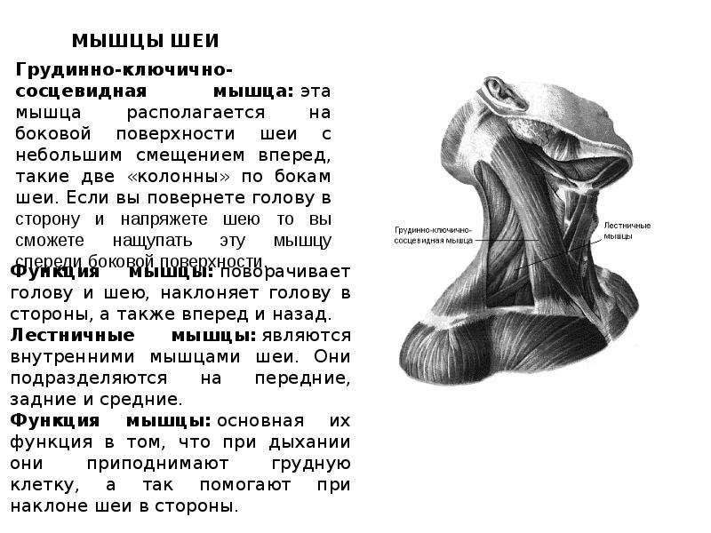 Мышцы шеи с подписями рисунок