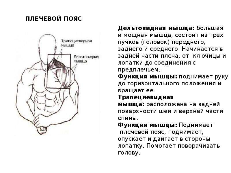 Что означает плечо. Функции плечевого пояса человека. Мышцы плечевого пояса функции. Плечевой пояс состоит из мышц. Поднимают плечевой пояс мышцы:.