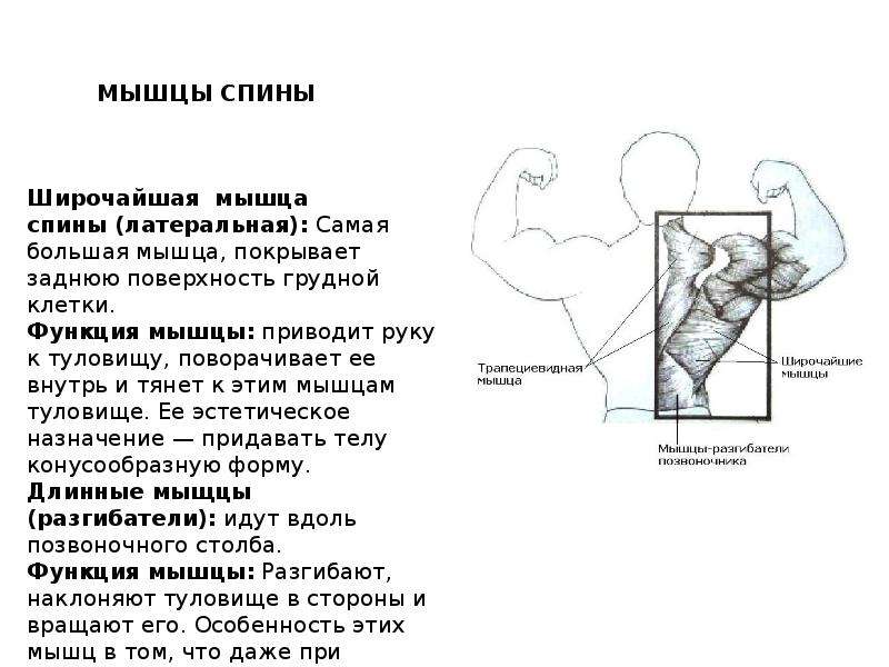 Функции мышц спины. Латеральный край широчайшей мышцы спины. Мышцы спины функции. Функции широчайшей мышцы. Широчайшая мышца спины функции.