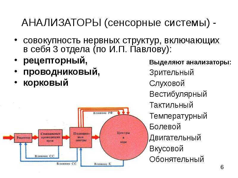 Сенсорные анализаторы. Строение сенсорной системы и анализатора. Сенсорные системы (анализаторы по и. п. Павлову).. Сенсорные анализаторы, строение анализаторных систем. Строение анализатора по Павлову.