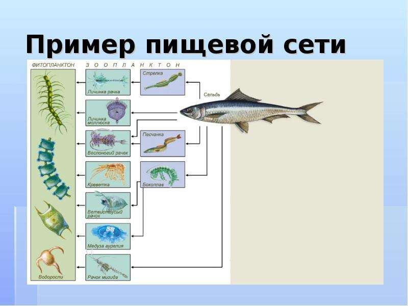 Схема питания черноморского побережья