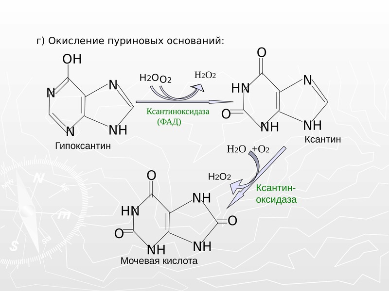 Схема образования мочевой кислоты биохимия