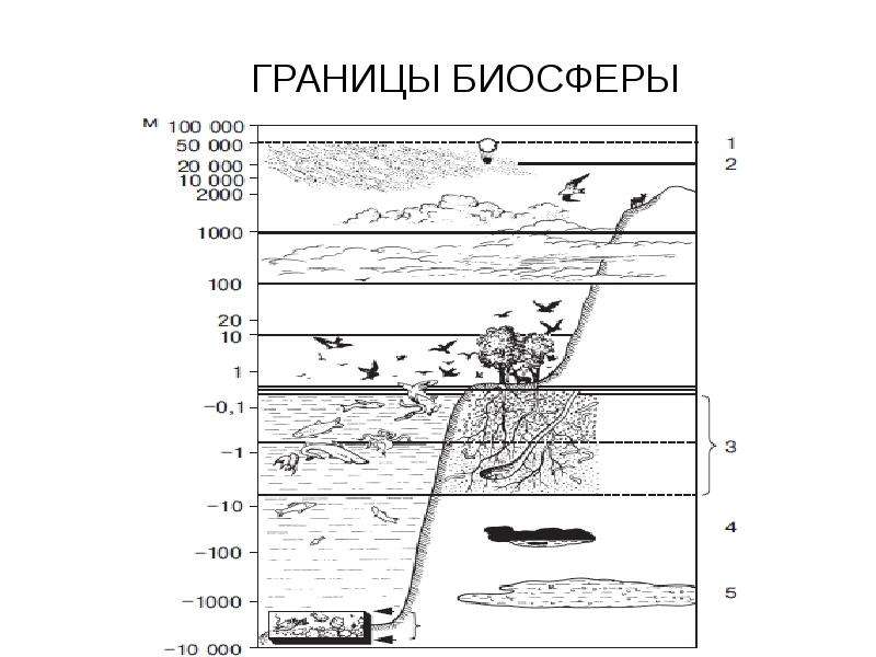 Рисунок границы биосферы 6 класс