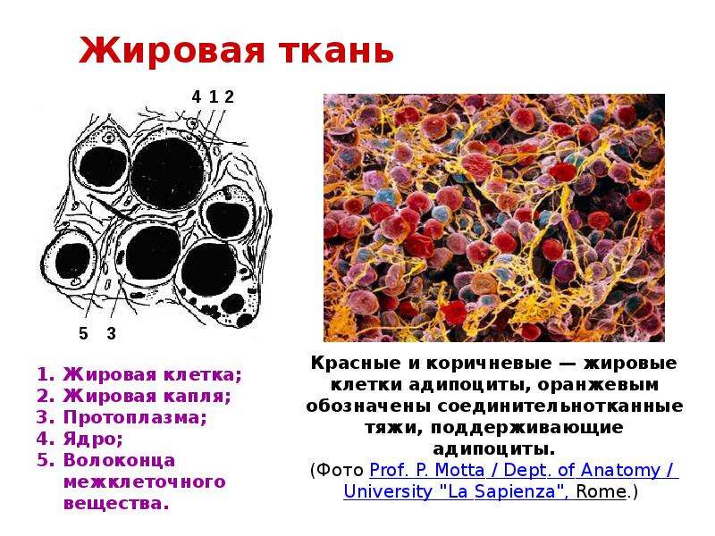 Запасает жировую ткань. Жировая ткань локализация. Жировая ткань животных. Жировая ткань с обозначениями. Из чего состоит жировая ткань.