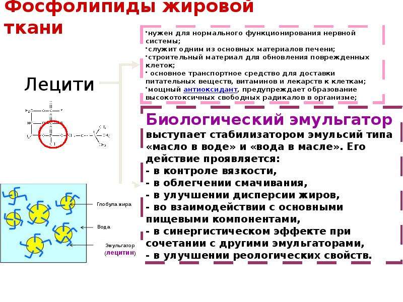 Презентация жировая ткань