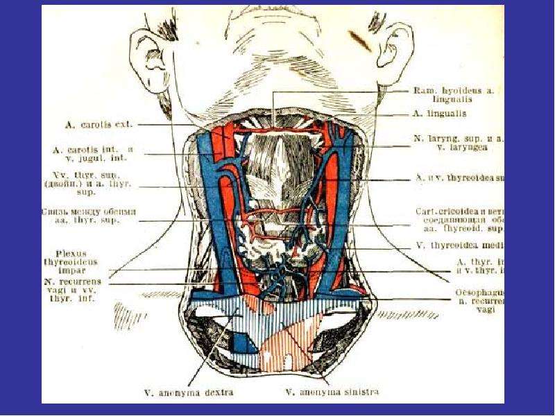 Внутреннее строение шеи. Органы шеи человека анатомия. Расположение органов в шее человека.