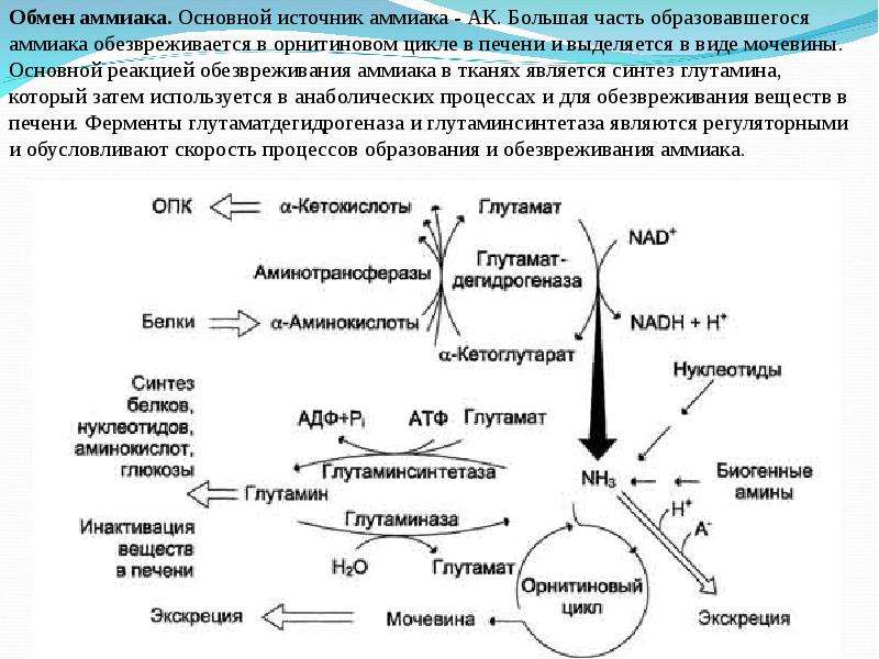 Общая схема источников и путей утилизации аминокислот в тканях