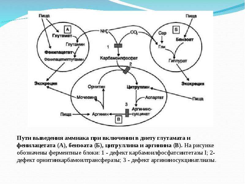 Схема выведения аммиака с мочой