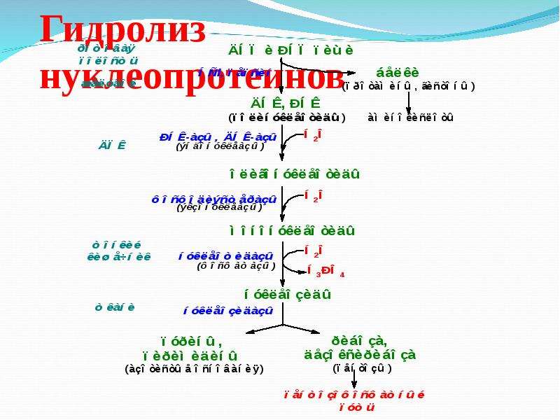 Схема гидролиза нуклеопротеинов биохимия