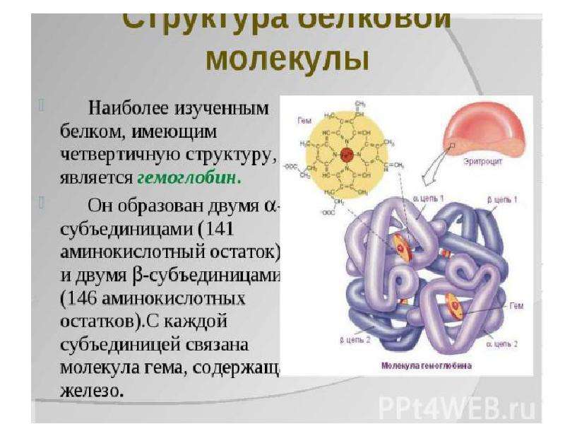 Наиболее изучены. Надмолекулярные структуры белков. Надмолекулярные белковые структуры это. Надмолекулярные структуры белков биохимия. Структурные белки.