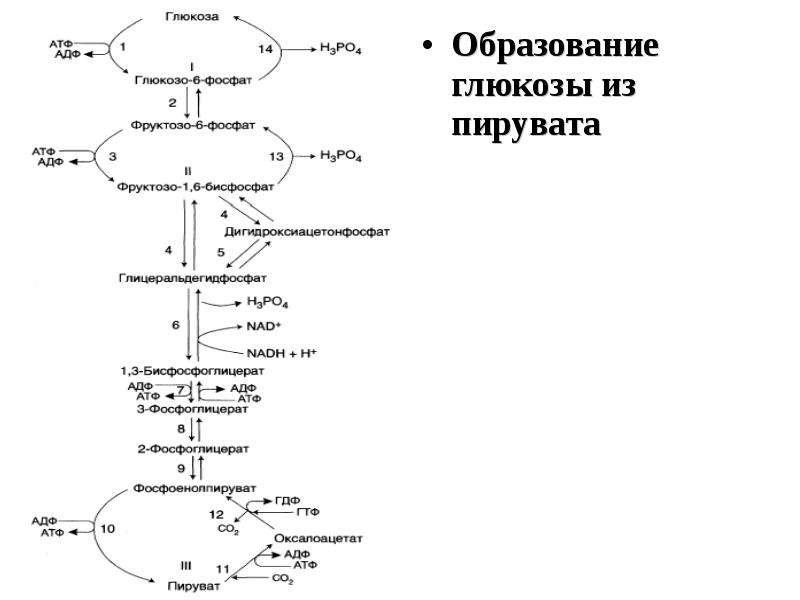 Схема реакции глюконеогенеза приводящая к образованию оксалоацетата