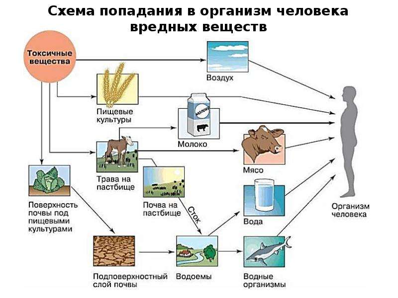 Влияние загрязнения на живые организмы 11 класс презентация