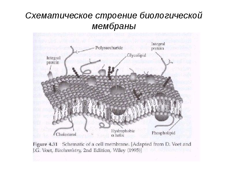 Биохимия мембран. Строение биологической мембраны. Структура биологических мембран. Строение биологической мембраны рисунок 13. Схема строения биологической мембраны.