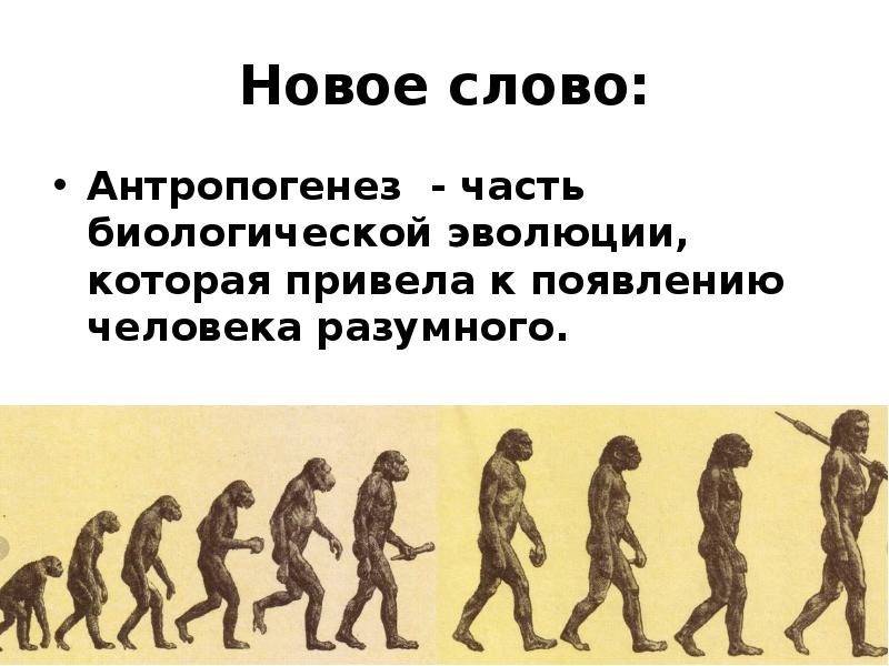 Человек продукт биологической эволюции. Биологическая Эволюция человека. Антропогенез человек разумный. Период возникновения человека. Антропогенез это часть биологической эволюции.