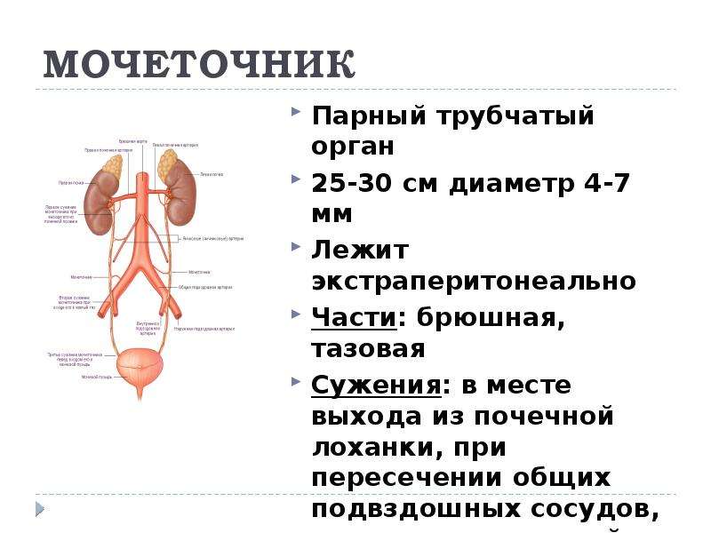 Как проходит мочеточник