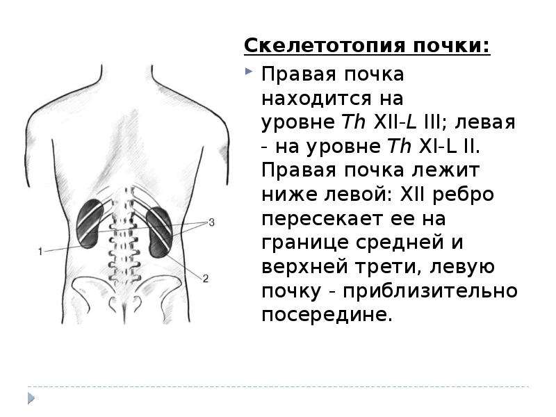 Где находятся почки у человека. Где расположены почки сзади. Скелетотопия почек анатомия. Верхний полюс левой почки находится на уровне.