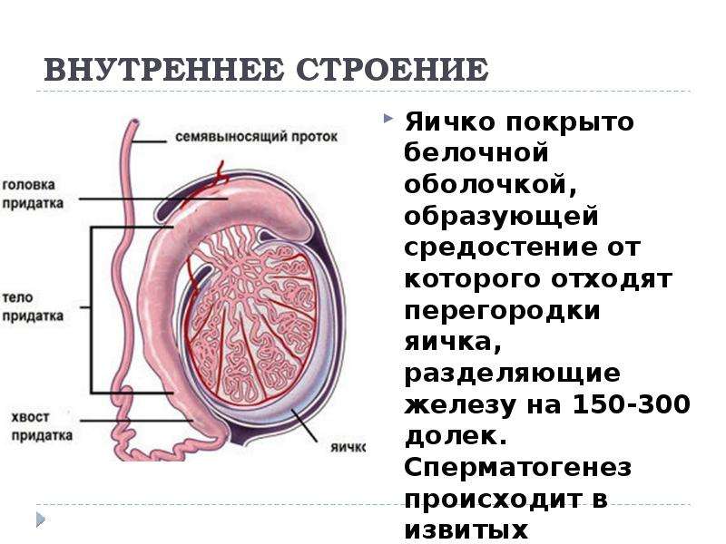 Какого внутреннее строение