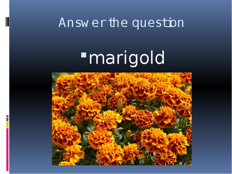 


Answer the question
marigold
