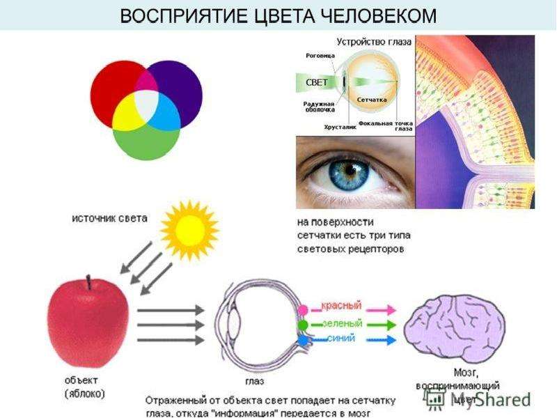 Проект влияние цвета на восприятие информации