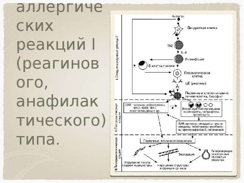 Патогенез аллергических реакций