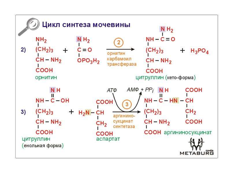 Схема синтеза заменимых аминокислот биохимия